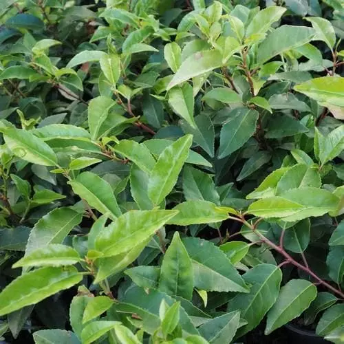 Future Forests Hedging Prunus Lusitanica - Portugal Laurel 3 Future Forests Hedging Prunus Lusitanica - Portugal Laurel