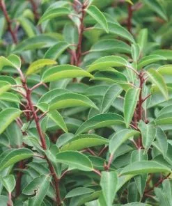 Future Forests Prunus Lusitanica Angustifolia AGM - Portugal Laurel Hedging