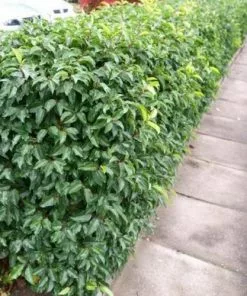 Future Forests Prunus Lusitanica Angustifolia AGM - Portugal Laurel Hedging