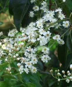 Future Forests Prunus Lusitanica Angustifolia AGM - Portugal Laurel Hedging