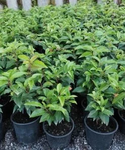 Future Forests Prunus Lusitanica Angustifolia AGM - Portugal Laurel Hedging