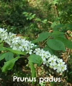 Future Forests Hedging Native Wildlife Fruiting Hedge Mix