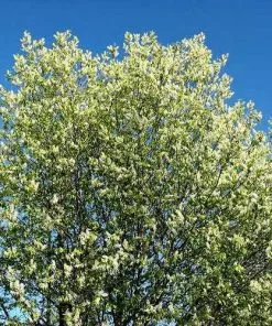 Future Forests Prunus Padus - Bird Cherry