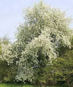 Future Forests Prunus Padus - Bird Cherry