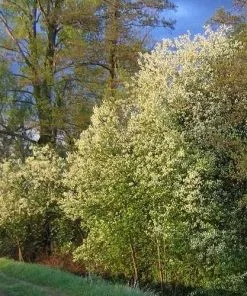 Future Forests Prunus Padus - Bird Cherry