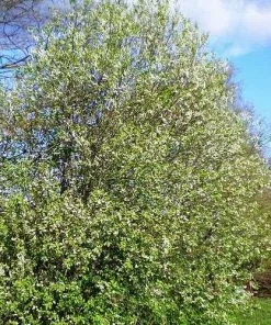 Future Forests Prunus Padus - Bird Cherry