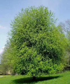 Future Forests Prunus Padus - Bird Cherry