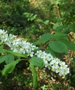 Future Forests Prunus Padus - Bird Cherry