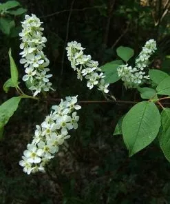 Future Forests Prunus Padus - Bird Cherry