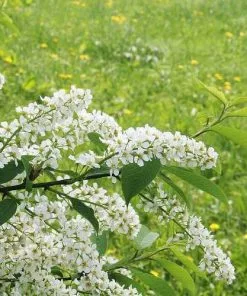 Future Forests Prunus Padus - Bird Cherry