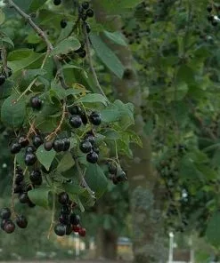 Future Forests Prunus Padus - Bird Cherry