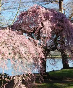 Future Forests Trees Prunus Pendula Pendula Rubra