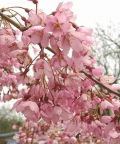 Future Forests Trees Prunus Pendula Pendula Rubra