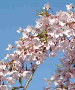 Future Forests Trees Prunus Pendula Pendula Rubra