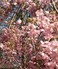 Future Forests Trees Prunus Pendula Pendula Rubra