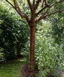 Future Forests Prunus Serrula - Tibetan Cherry