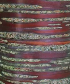 Future Forests Prunus Serrula - Tibetan Cherry