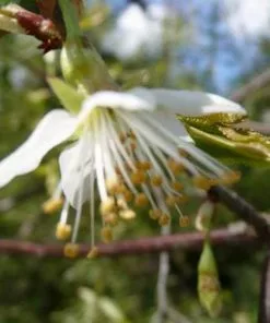 Future Forests Prunus Serrula - Tibetan Cherry