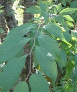 Future Forests Prunus Serrula - Tibetan Cherry