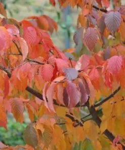 Future Forests Prunus Serrula - Tibetan Cherry