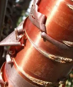 Future Forests Prunus Serrula - Tibetan Cherry