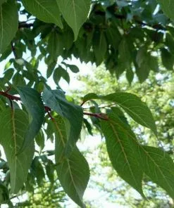 Future Forests Prunus Serrula - Tibetan Cherry