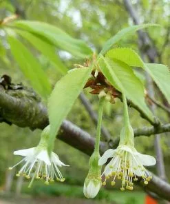 Future Forests Prunus Serrula - Tibetan Cherry