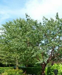 Future Forests Prunus Serrula - Tibetan Cherry