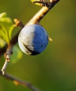 Future Forests Prunus Spinosa - Blackthorn Coastal Hedging
