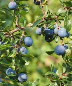 Future Forests Prunus Spinosa - Blackthorn Coastal Hedging