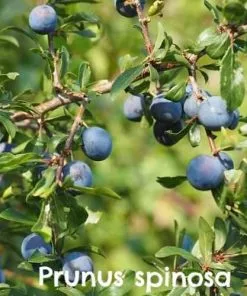 Future Forests Hedging Native Wildlife Fruiting Hedge Mix