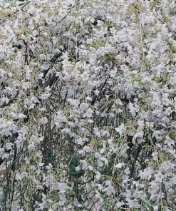 Future Forests Trees Prunus X Yedoensis Shidare Yoshino