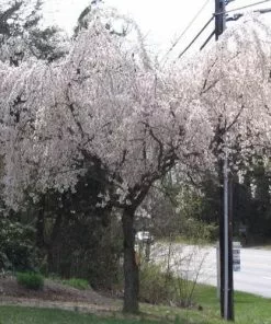Future Forests Trees Prunus X Yedoensis Shidare Yoshino