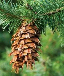 Future Forests Pseudotsuga Menziesii - Douglas Fir