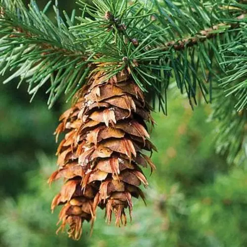 Future Forests Pseudotsuga Menziesii - Douglas Fir 4 Future Forests Pseudotsuga Menziesii - Douglas Fir