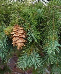 Future Forests Pseudotsuga Menziesii - Douglas Fir 7 Future Forests Pseudotsuga Menziesii - Douglas Fir