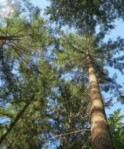 Future Forests Pseudotsuga Menziesii - Douglas Fir