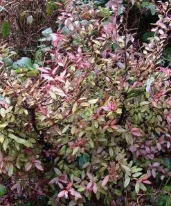 Future Forests Pseudowintera Colorata 7 Future Forests Pseudowintera Colorata