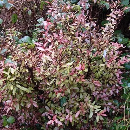 Future Forests Pseudowintera Colorata 5 Future Forests Pseudowintera Colorata