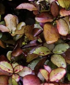 Future Forests Pseudowintera Colorata