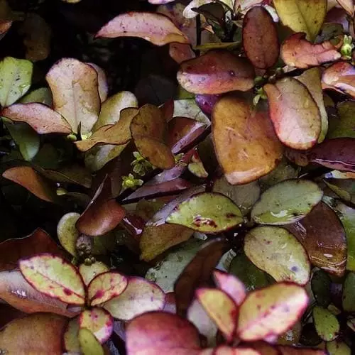 Future Forests Pseudowintera Colorata 3 Future Forests Pseudowintera Colorata