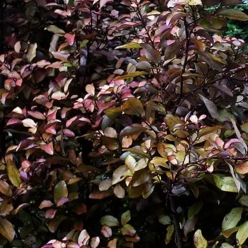 Future Forests Pseudowintera Colorata 4 Future Forests Pseudowintera Colorata