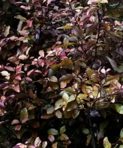 Future Forests Shrubs Pseudowintera Colorata Marjorie Congreve