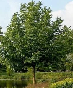 Future Forests Pterocarya Fraxinifolia - Caucasian Wingnut