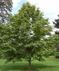 Future Forests Pterocarya Rhoifolia - Japanese Wingnut Trees