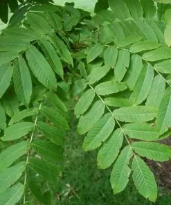 Future Forests Pterocarya Rhoifolia - Japanese Wingnut Trees