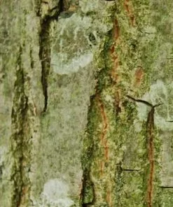 Future Forests Pterocarya Rhoifolia - Japanese Wingnut Trees