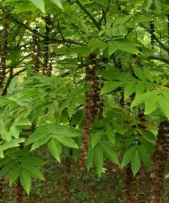 Future Forests Pterocarya Rhoifolia - Japanese Wingnut Trees