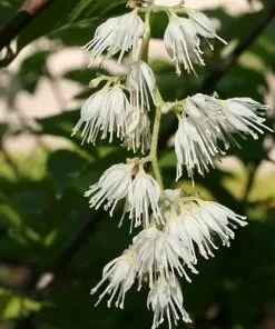 Future Forests Pterostyrax Hispida