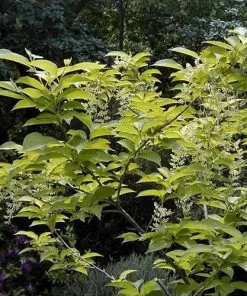 Future Forests Pterostyrax Hispida